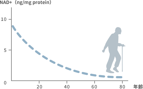 加齢による生体内物質（NAD＋）の減少